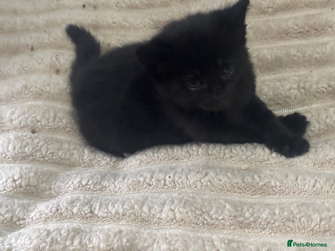 Mixed Breed cats for sale: Fluffy black kittens ready now  - Image 6