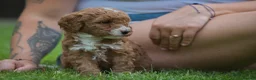 Australian Labradoodle dogs for sale: F1 Cockapoo x Australian Labradoodle Puppies - Advert 12