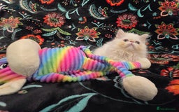 Persian cats for sale: Persian Kittens  - Image 6