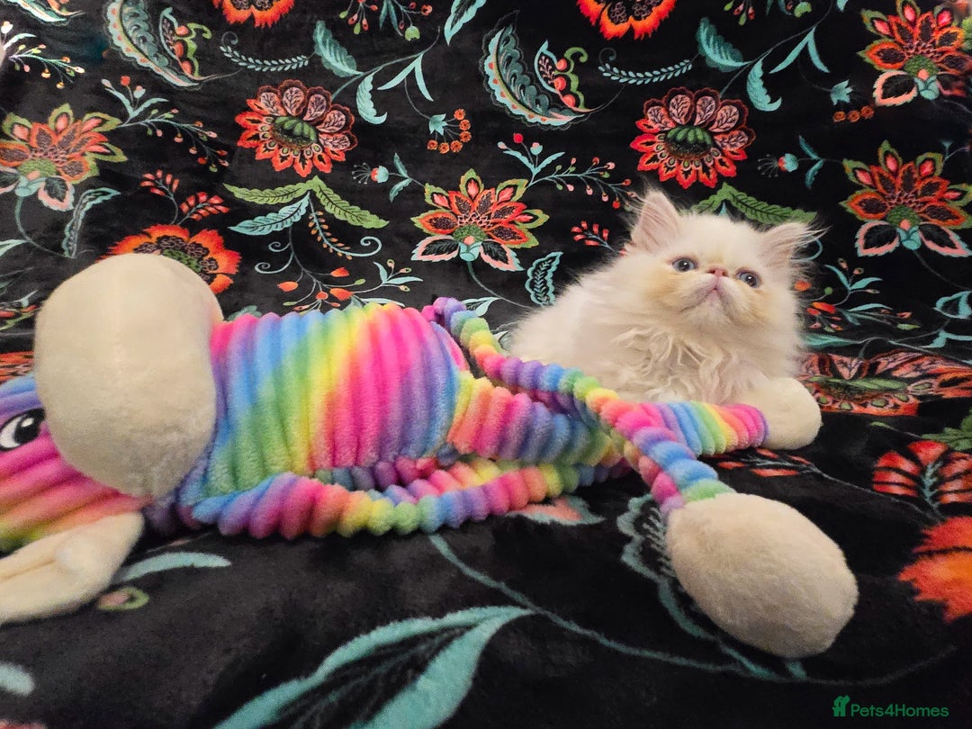 Persian cats for sale: Persian Kittens  - Image 6