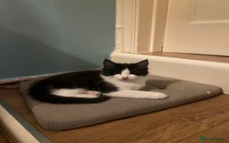 Mixed Breed cats for sale: Cuddly Kittens  - Image 13