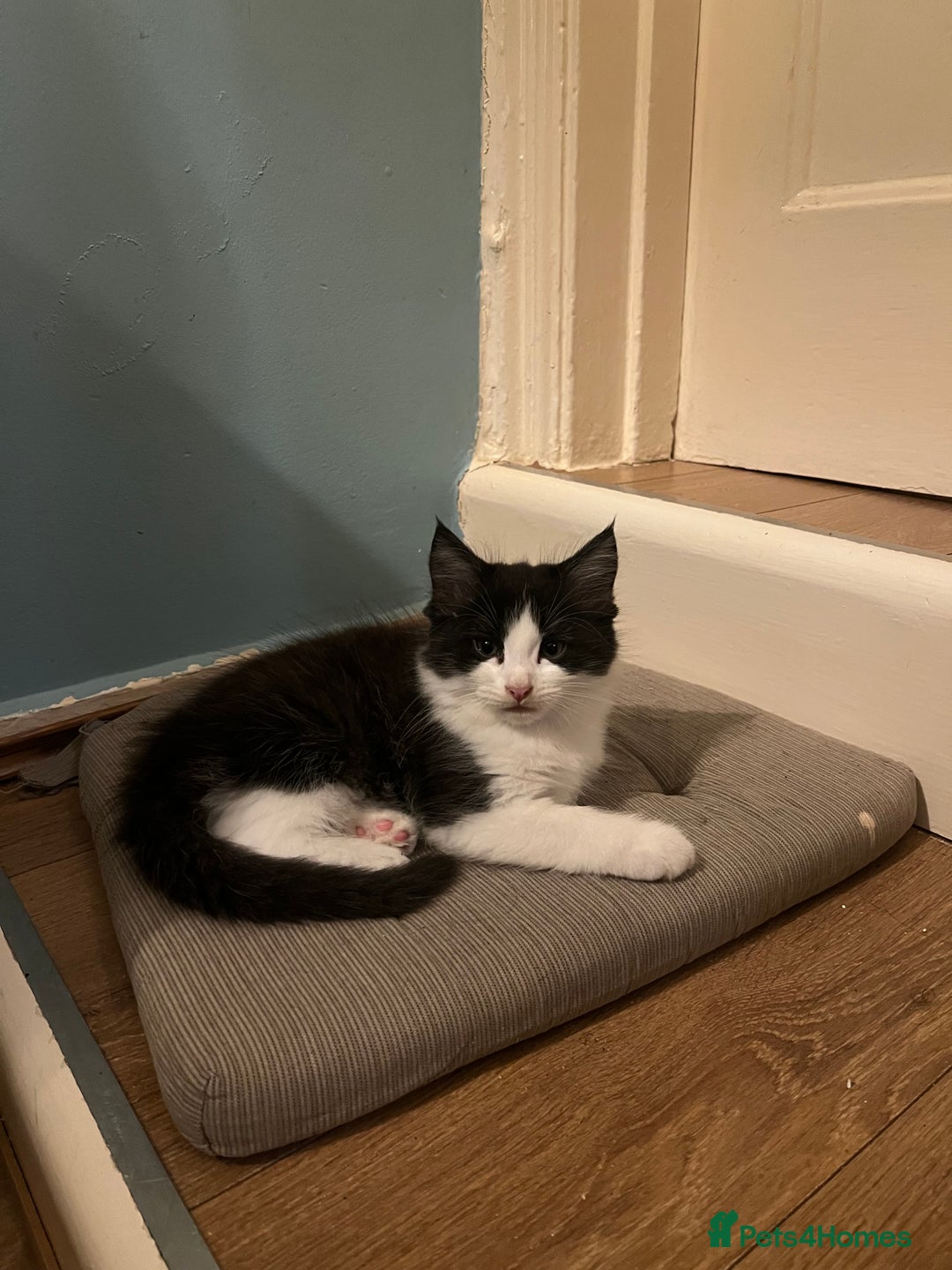 Mixed Breed cats for sale: Cuddly Kittens  - Image 13