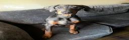Dobermann dogs for sale: 9 month old female blue Doberman  - Advert 13