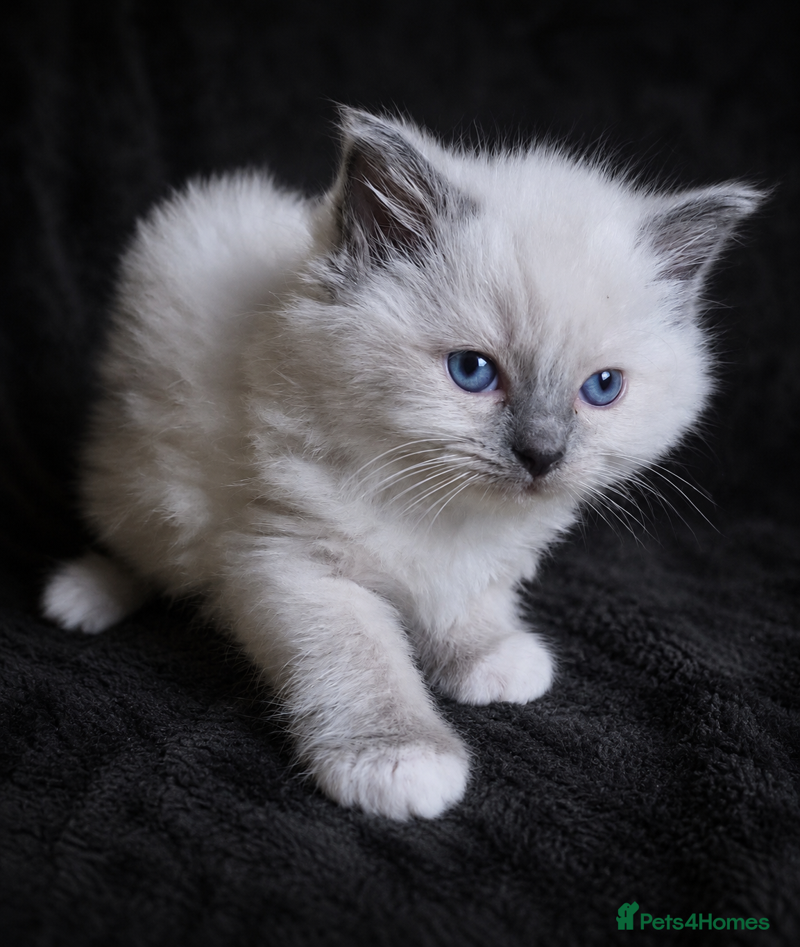 Ragdoll cats 2 Sweet Ragdoll Boys Looking for Loving Families  - Advert 2