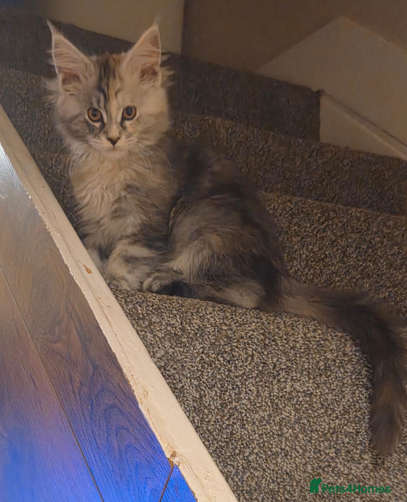 Maine Coon cats Beautiful Mainecoon kittens  - Advert 12