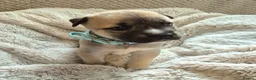 Mixed Breed dogs for sale: Elite Raised Staffy x Husky Pups in Aviemore - Advert 3
