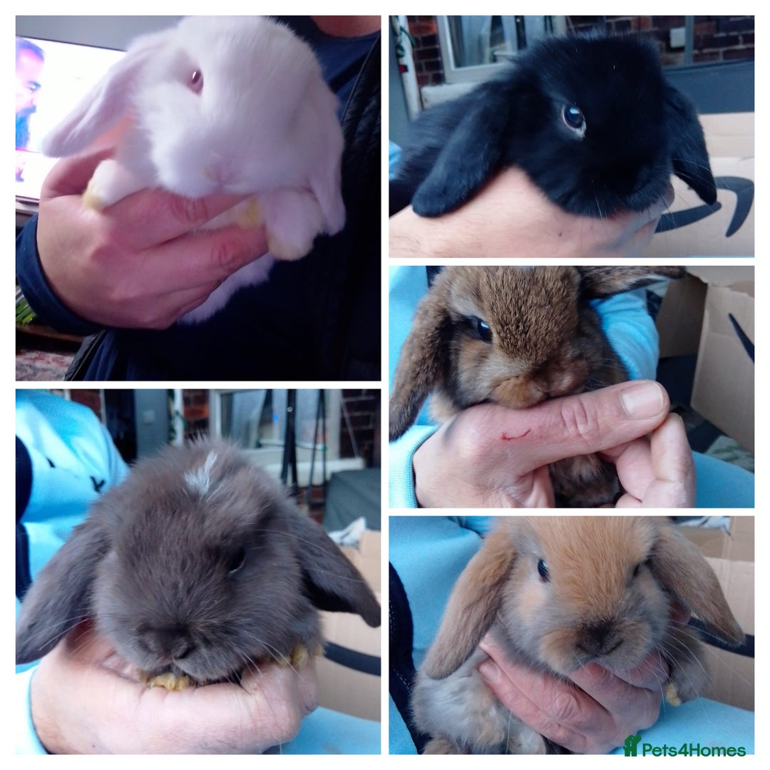 Mini Lop rabbits for sale: Beautiful Mini Lops ready on 14/12 - Advert 1