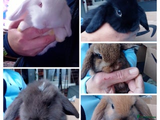 Mini Lop rabbits Beautiful Mini Lops ready on 14/12 - Advert 2