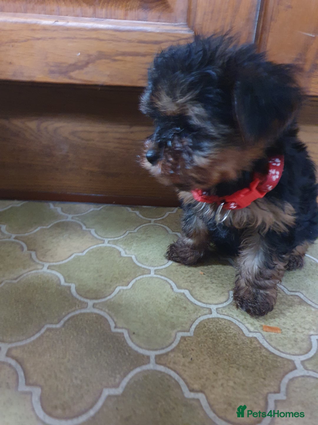 Yorkshire Terrier dogs for sale: Yorkshire terrier puppies 2 girls  - Advert 8