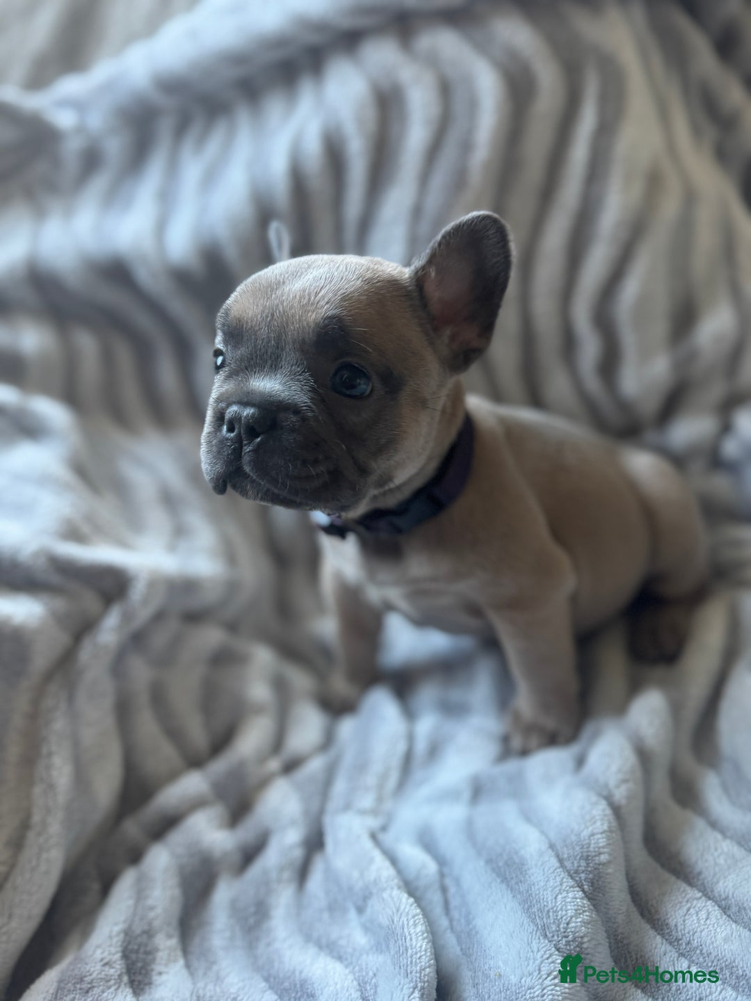 French Bulldog dogs for sale: French bulldog puppies - Image 20