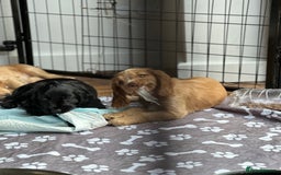 Cocker Spaniel dogs for sale: Little girl cocker spaniel puppy for sale  - Image 32