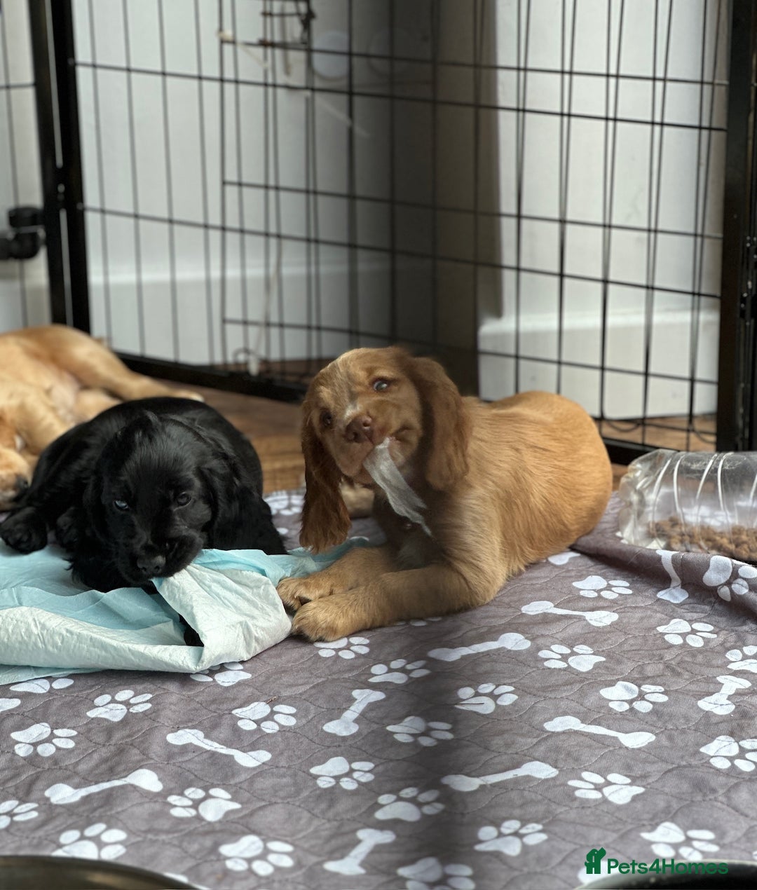 Cocker Spaniel dogs for sale: Little girl cocker spaniel puppy for sale  - Image 32