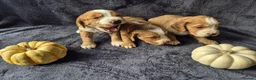 Cocker Spaniel dogs for sale: Beautiful working cocker spaniel puppies in Worcester - Advert 14