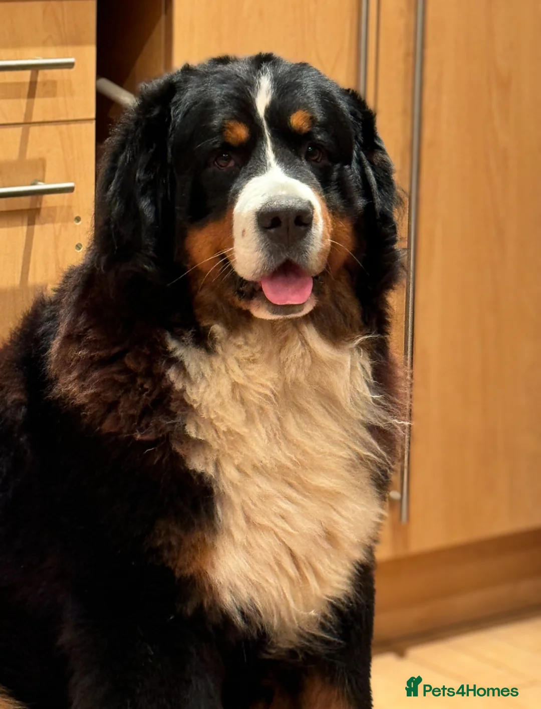 Bernese Mountain Dog dogs for stud: Stunning Bernese Mountain Boy for Stud in Peterborough - Advert 4