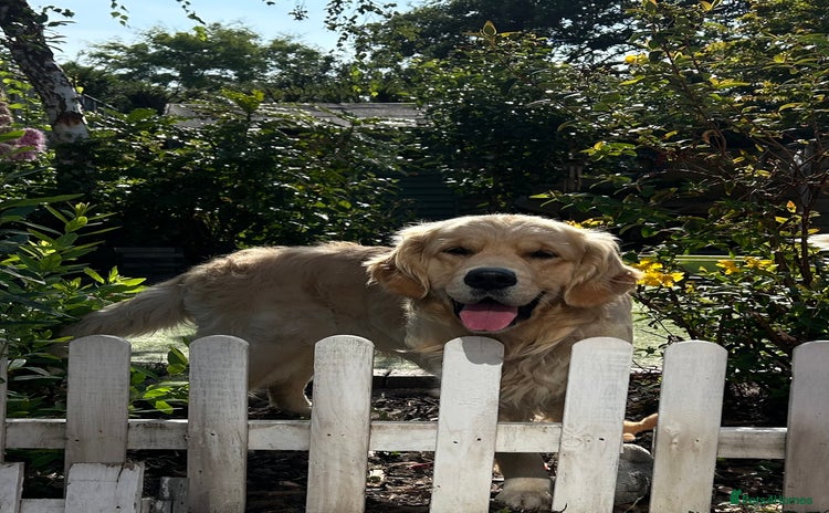 Golden Retriever dogs - Advert 12