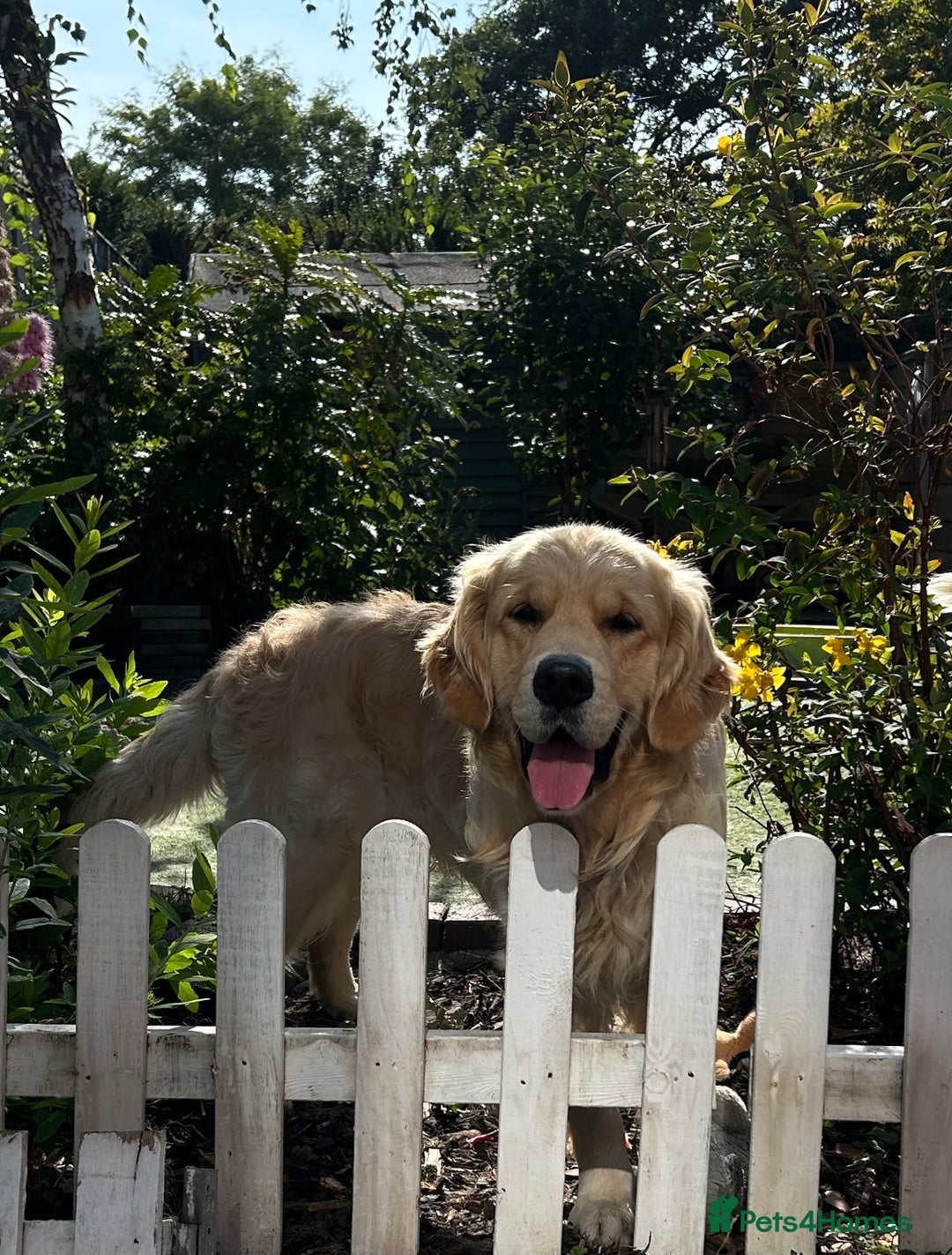 Golden Retriever dogs for sale: 2 year old needs retired couple  - Image 1