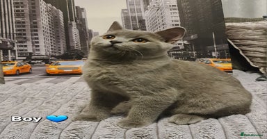 British Shorthair cats - Advert 9