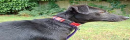 Italian Greyhound dogs for adoption: Olive - north Walsham Norfolk  in North Walsham - Advert 7