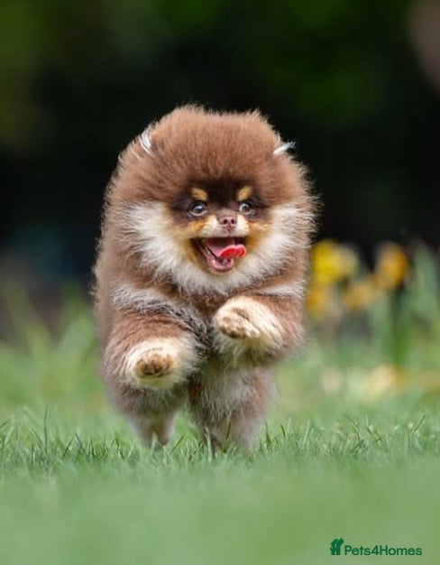 Pomeranian dogs for stud: Stunning Chocolate Tan Pomeranian Import 3kg - Advert 3