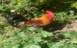 Chickens poultry for sale: Cockerel - Image 1