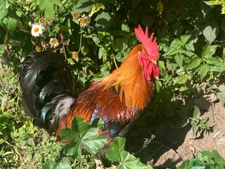 Chickens poultry - Advert 9