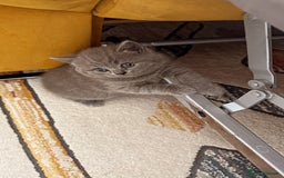 British Shorthair cats for sale: Gorgeous Kittens Ready to Find Their Forever Homes - Image 5