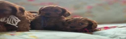 Cavapoo dogs for sale: Toy Cavapoo - Advert 18