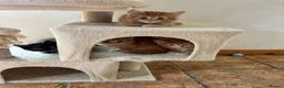 Mixed Breed cats for sale: Ginger-Tortie Kittens  - Advert 23