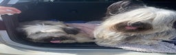 Skye Terrier dogs for sale: Skye Terrier Puppies due-Save this Scottish Breed! - Advert 6