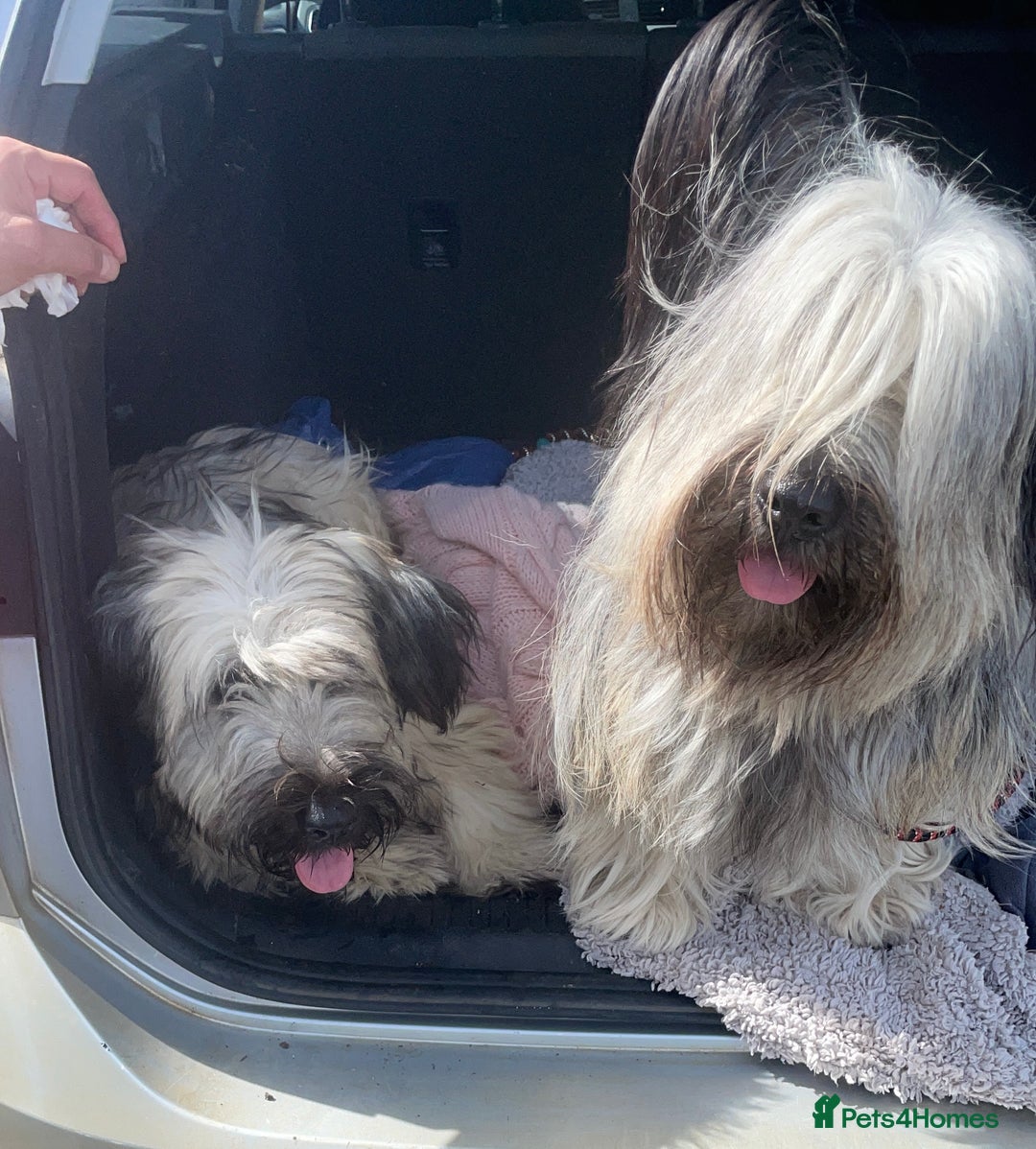 Skye Terrier dogs for sale: Skye Terrier Puppies due-Save this Scottish Breed! - Advert 6