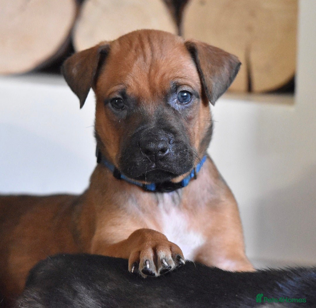 Belgian Shepherd Dog dogs for sale: Bullherders top working lines  - Advert 8