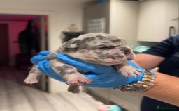 French Bulldog dogs for sale: Merle and lilac and tan French bulldog puppies - Image 8