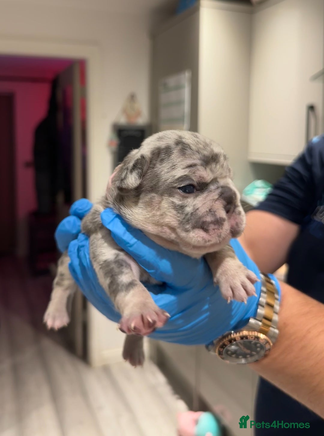 French Bulldog dogs for sale: Merle and lilac and tan French bulldog puppies - Image 8