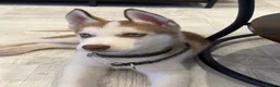 Siberian Husky dogs for sale: Siberian Husky - Advert 6