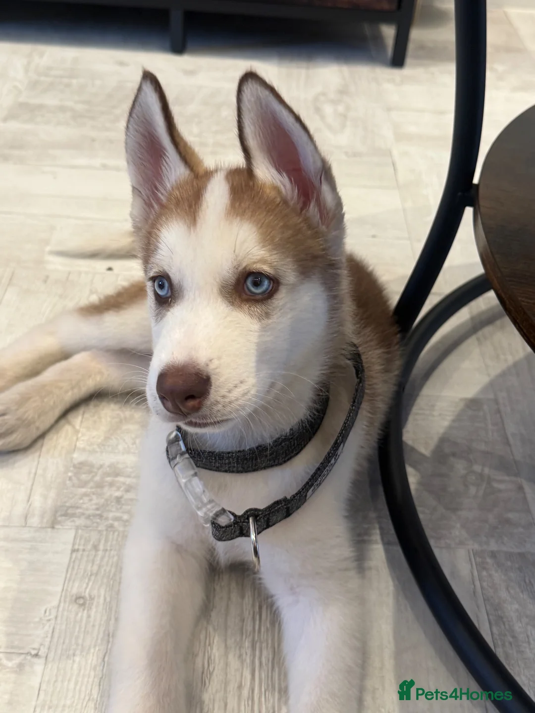 Siberian Husky dogs for sale: Siberian Husky - Advert 6