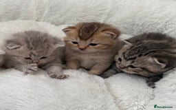 British Shorthair cats for sale: British shorthair kittens  - Image 2
