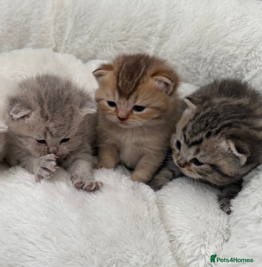 British Shorthair cats for sale: British shorthair kittens  - Image 2