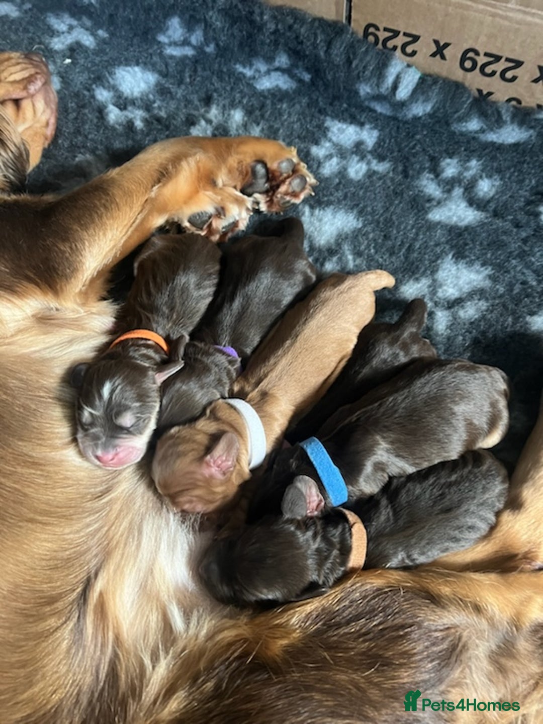 Cocker Spaniel dogs for stud: PROVEN KC REGISTERED Cocker Spaniel for Stud in Tadworth - Image 18
