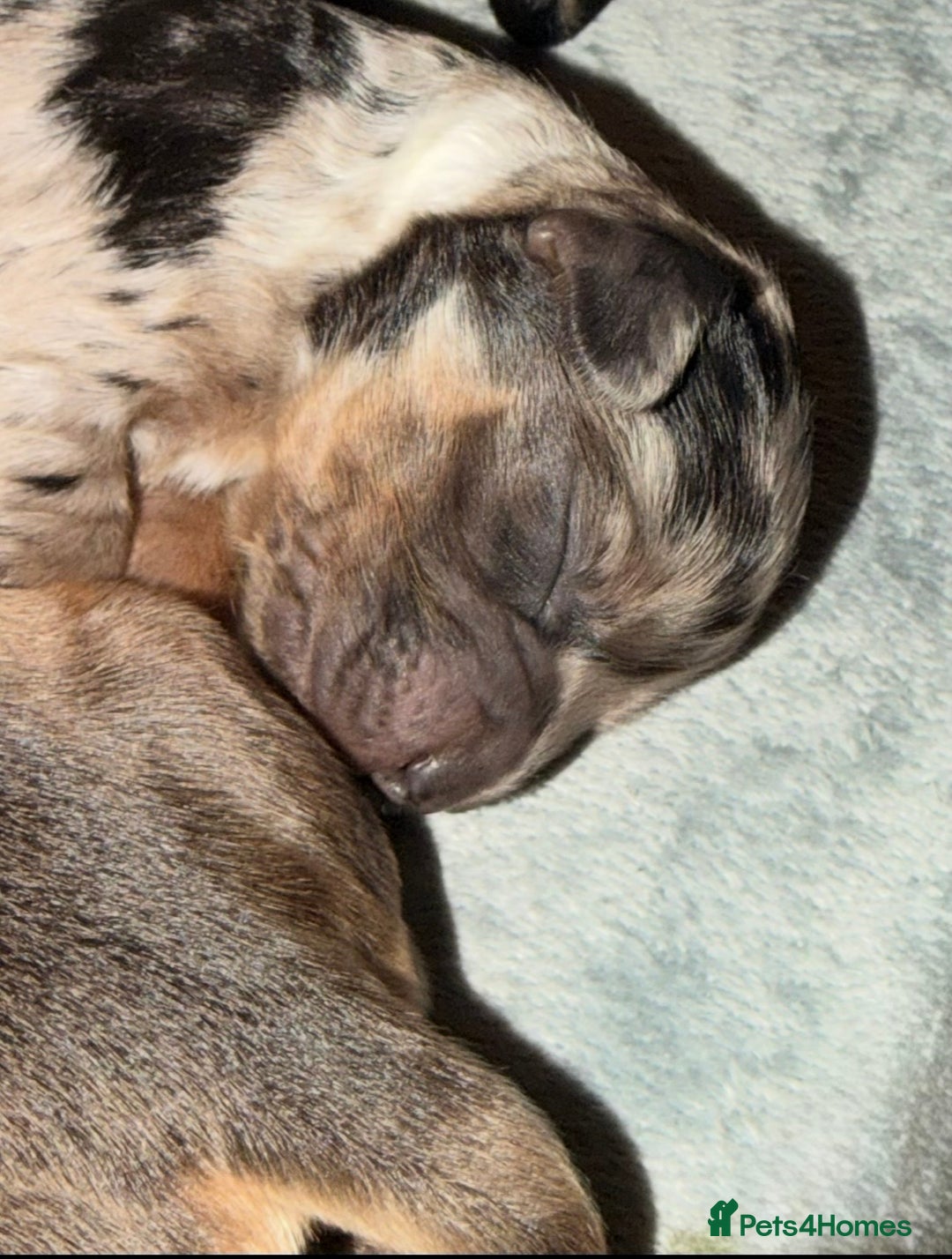 Cockapoo dogs for sale: F1 Cockapoo Puppies - Advert 18