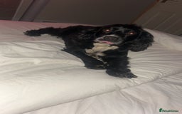 Mixed Breed dogs for sale: Cocker x bedlington puppy’s  - Image 11