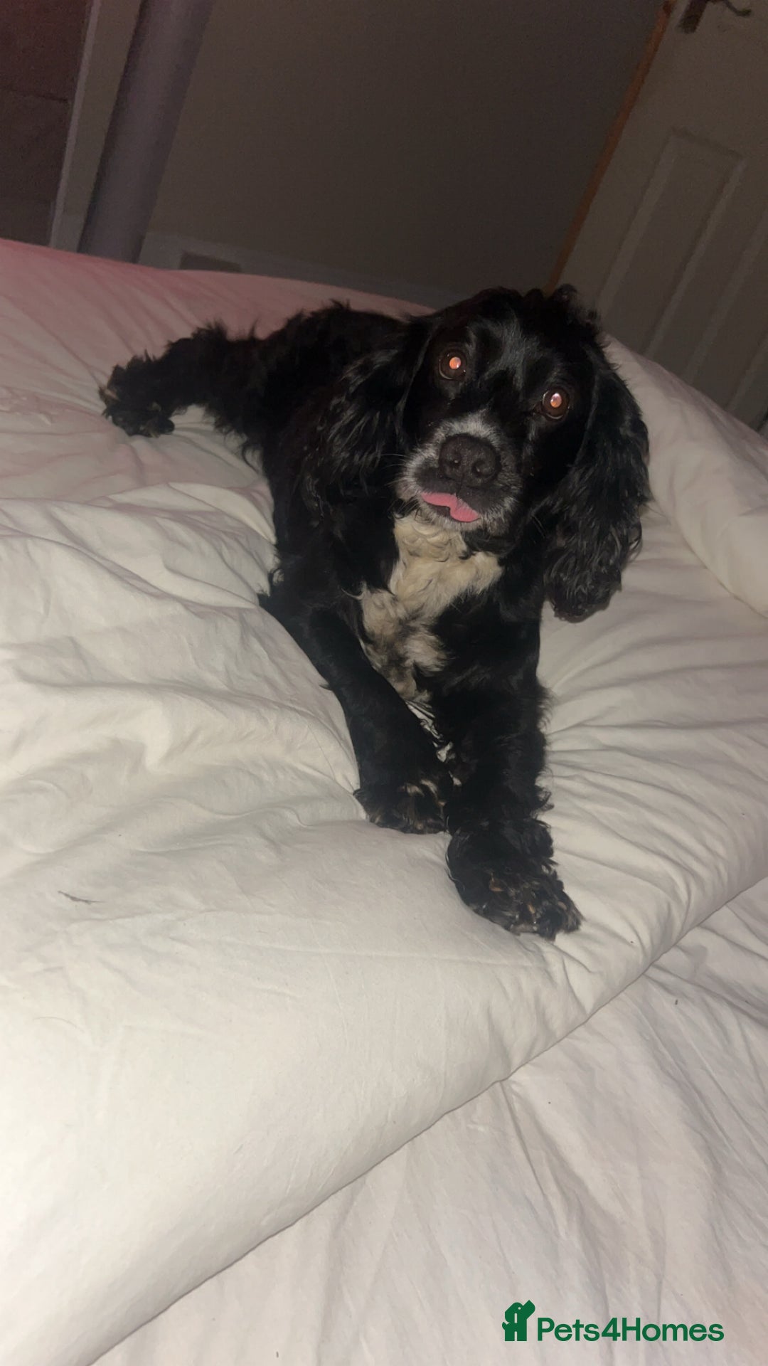 Mixed Breed dogs for sale: Cocker x bedlington puppy’s  - Image 11