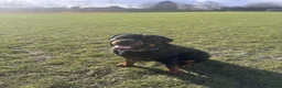 Rottweiler dogs for sale: mr milo in Haverhill - Advert 6