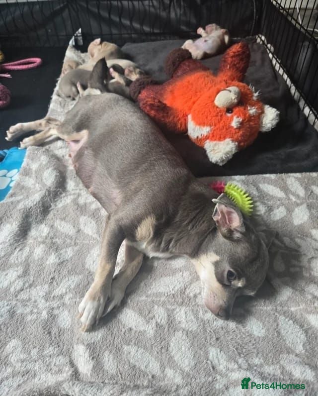 Chihuahua dogs Cute Chihuahua Crew Looking 4 Their 4ever Humans - Advert 1