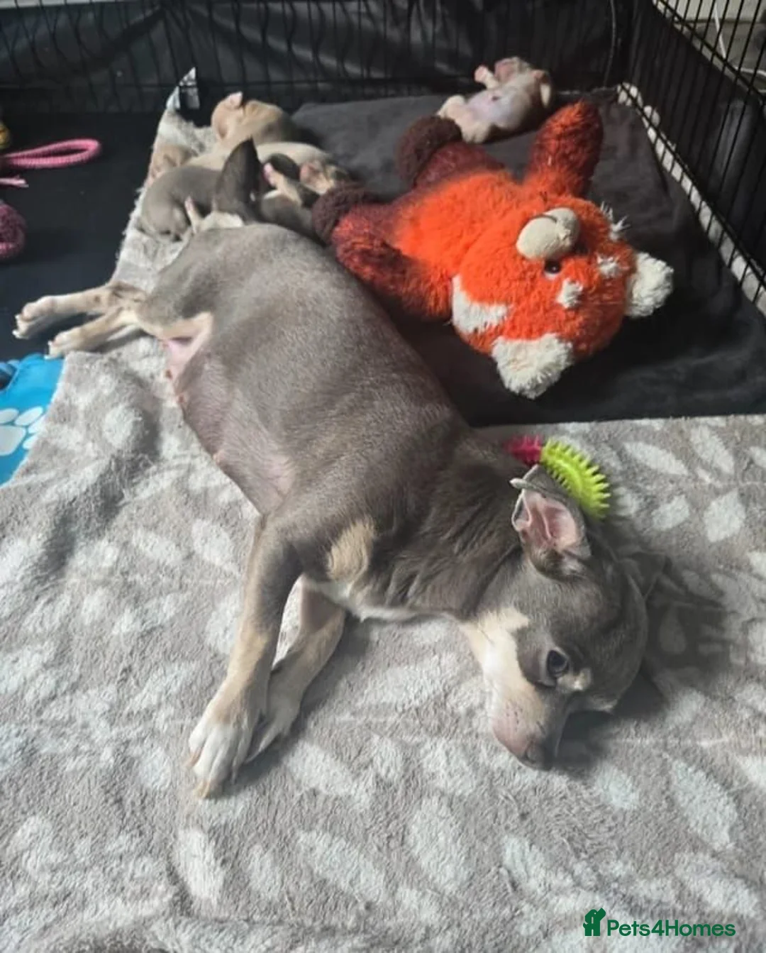 Chihuahua dogs for sale: Cute Chihuahua Crew Looking 4 Their 4ever Humans in Newcastle upon Tyne - Advert 1