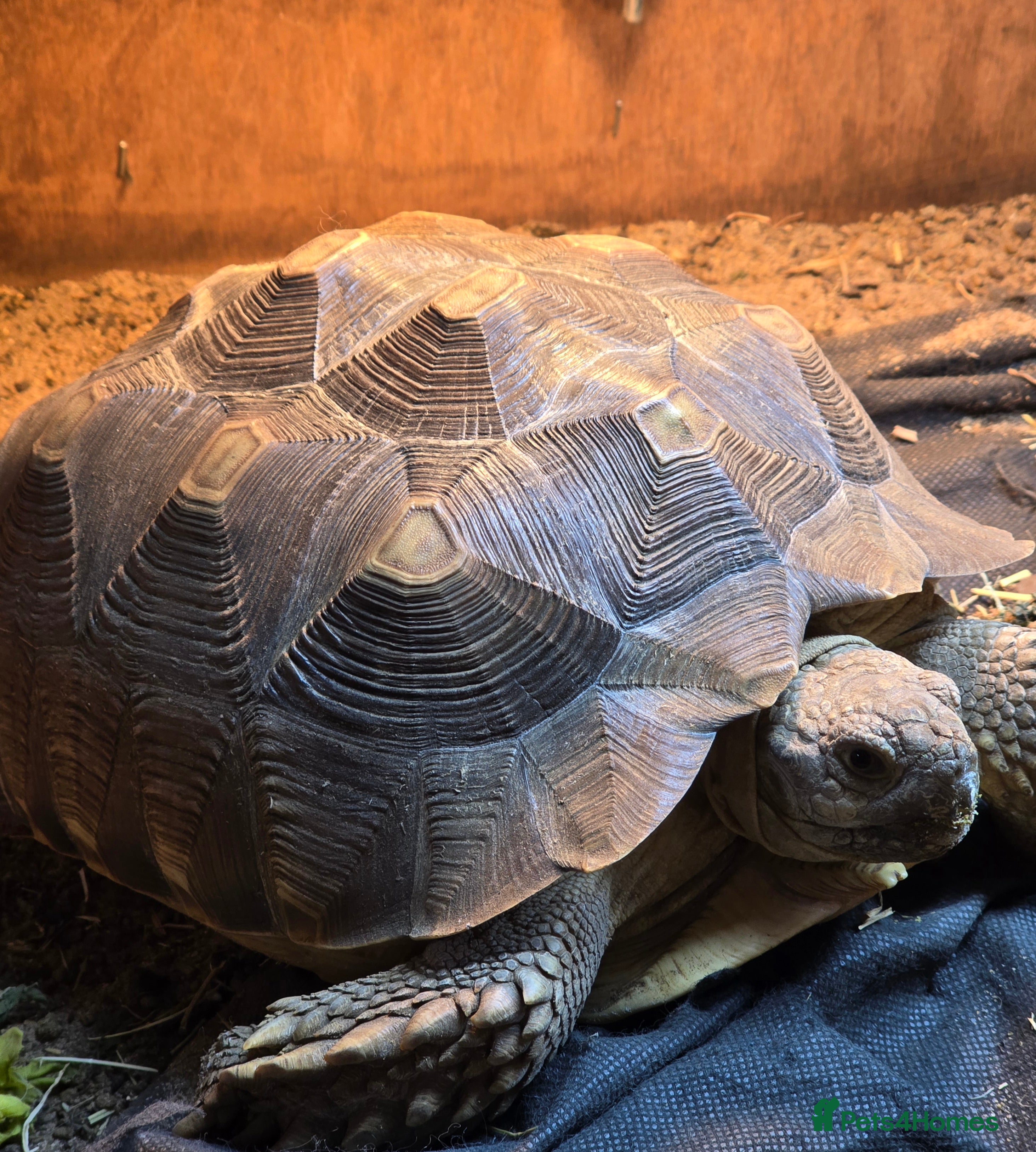 Tortoise reptiles 3 year old salcuta tortoise - Advert 1