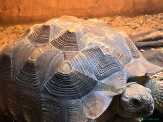 Tortoise reptiles 3 year old salcuta tortoise - Advert 3