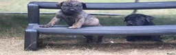Presa Canario dogs for sale: World class presa canarios  - Advert 29