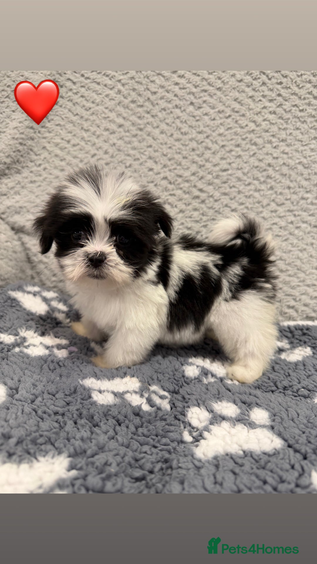 Lhasa Apso dogs for sale: Lhasa apso puppies 🐶 - Advert 3
