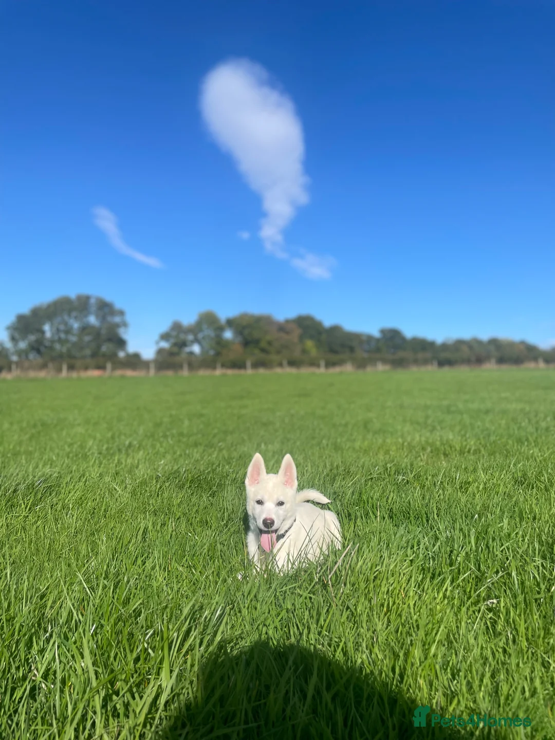 Huskita dogs for sale: 9 Month Female in Bridgnorth - Advert 6