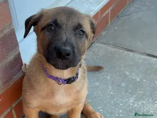Belgian Shepherd Dog dogs Belgian Malinois cross puppies for sale. - Advert 13